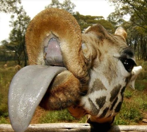 giraffe-tongue.jpg?resize=500,450&ssl=1