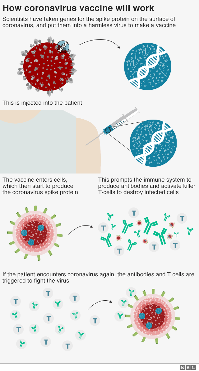 How the coronavirus vaccine works: The vaccine is made from a weakened version of a common cold virus (known as an adenovirus) from chimpanzees that has been modified so it cannot grow in humans. Scientists then added genes for the spike surface protein of the coronavirus. This should prompt the immune system to produce neutralising antibodies, which would recognise and prevent any future coronavirus infection.