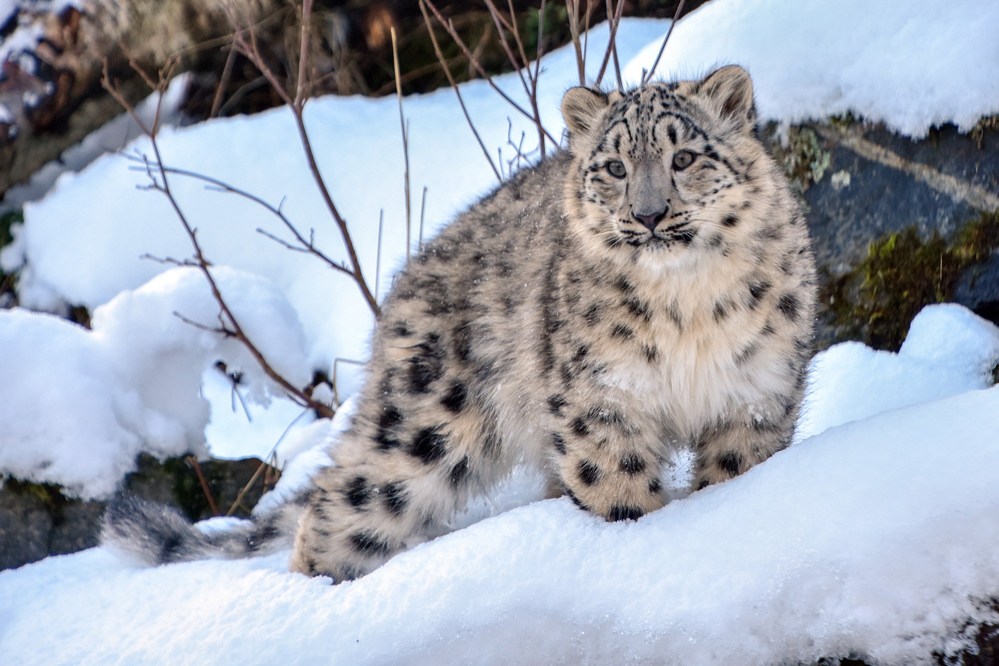 Rare snow leopards spotted near Kazakhstan&#39;s Almaty amid COVID-19 lockdown  | Daily Sabah