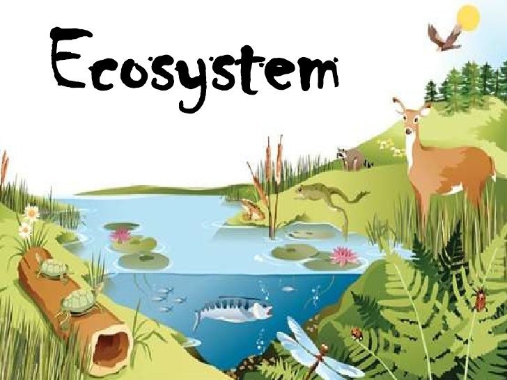 ecosystem-1-728.jpg?cb=1342512724