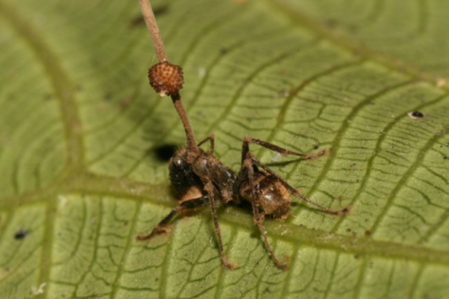 Carpenter-Ant-Cordyceps-Fungus.jpg?w=650