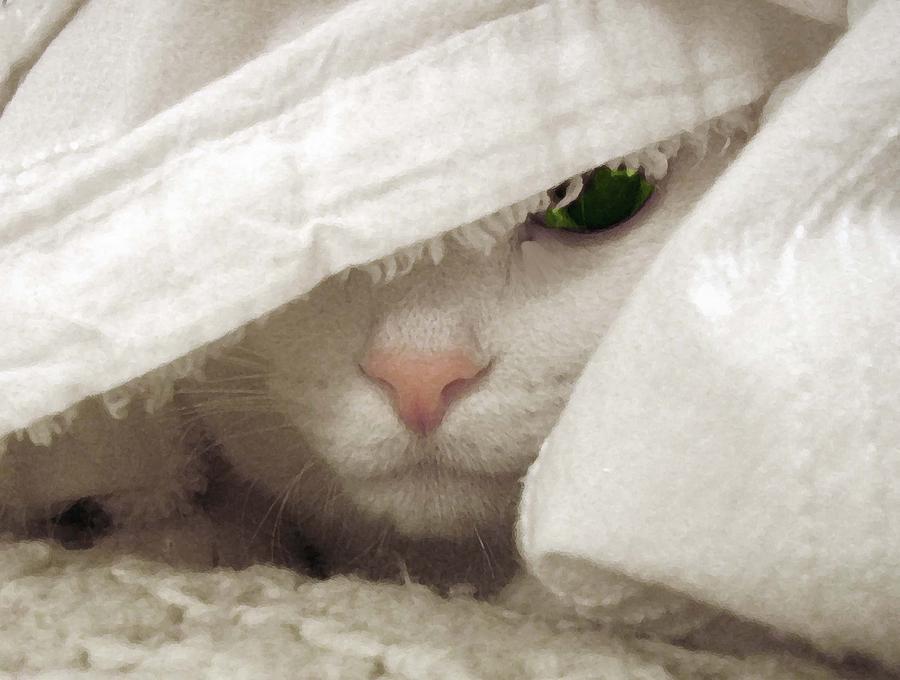 White Cat Undercover Photograph by Donna Hickerson - Pixels