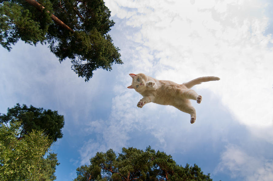Flying cat Photograph by Micael Carlsson