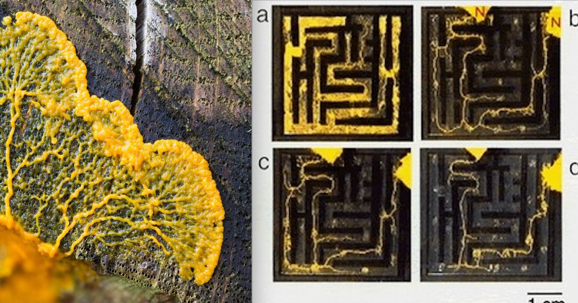 slime+mold+and+maze.png?format=2500w