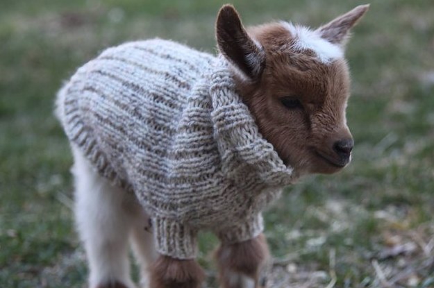 these-baby-goats-in-tiny-sweaters-will-m