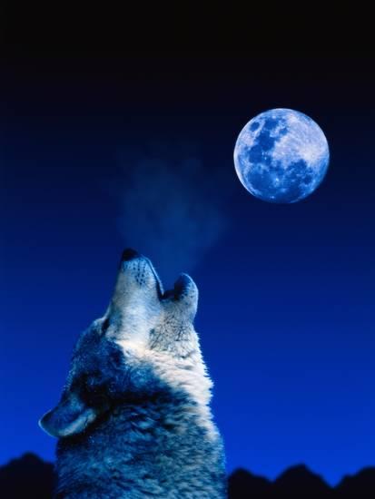 jeff-vanuga-wolf-howling-at-the-moon_a-l
