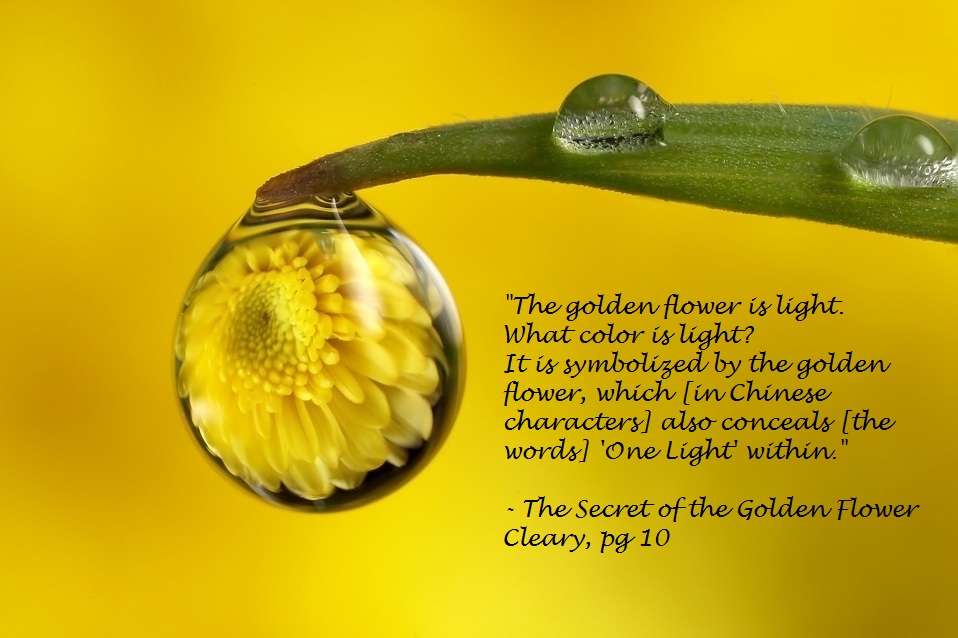 goldenflowercleary.jpg