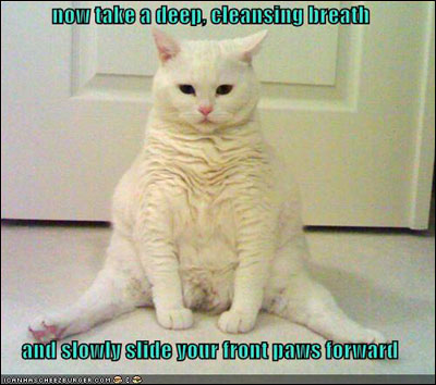 yoga-cat.jpg