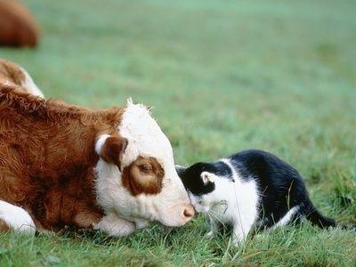 Cats And Cows: A Love Story | Petslady.com
