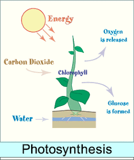 photosynthesis.gif