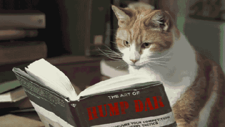 cat-turning-pages-giphy.gif?w=455&h=256