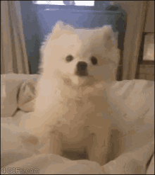 Dog Sneeze Sneeze GIF - Dog Sneeze Sneeze Cute Dog - Discover & Share GIFs