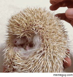 hedgehog-being-tickled-127143.gif