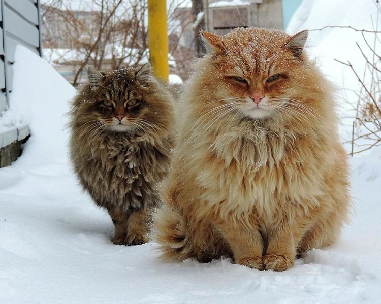 Millionsâ of Majestic Siberian Cats Live in Couple's Farm-Turned-Catland