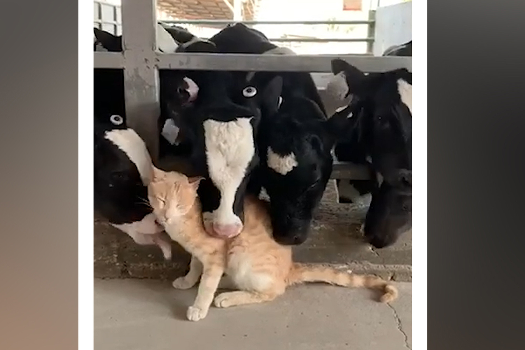 Cows licking cat is an interspecies tongue bath (Video) | New York Post