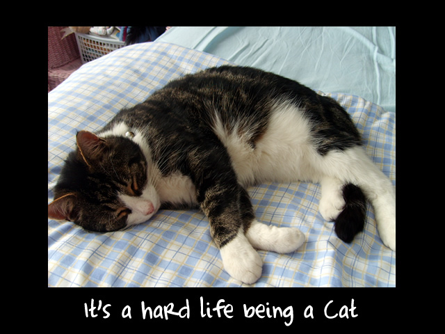 it__s_a_hard_life_being_a_cat_by_pirate_
