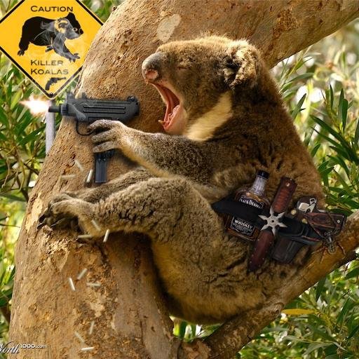 Image result for rabid koala