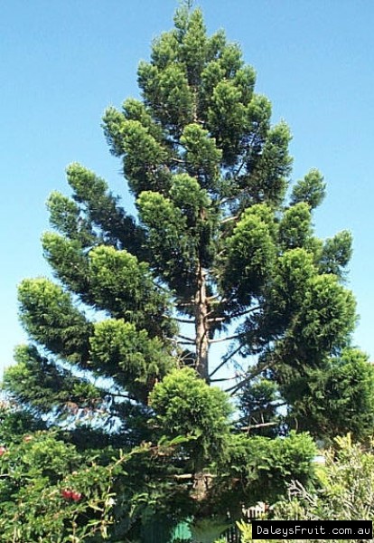 Image result for australian Hoop pine
