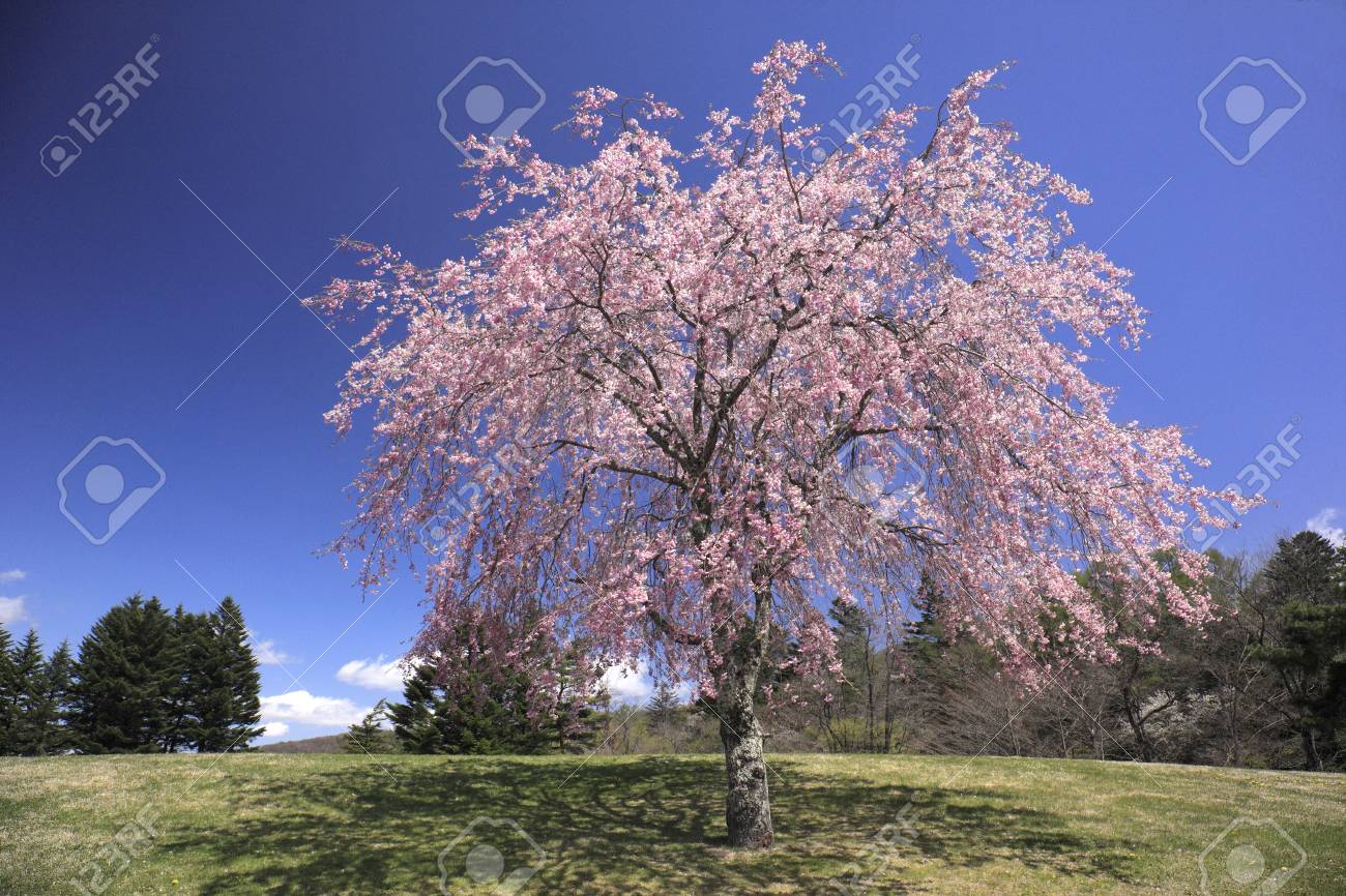 One Cherry Trees Stock Photo, Picture and Royalty Free Image. Image  46403908.
