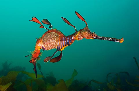 Image result for sea dragons