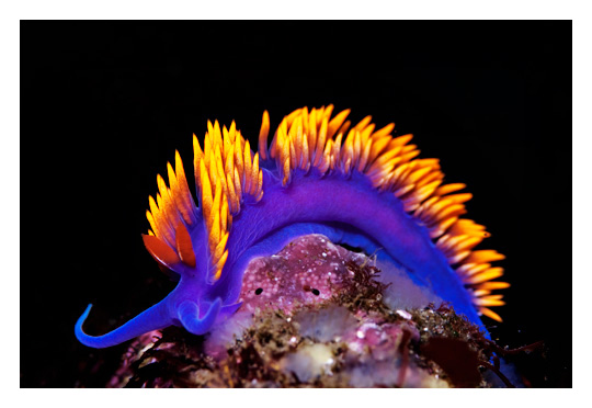 Image result for nudibranch
