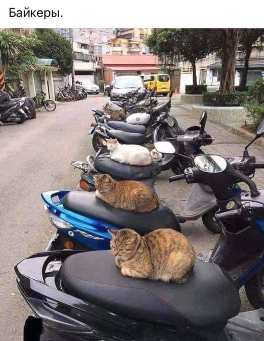May be an image of cat, motorcycle, scooter, outdoors and text that says 'Ð±Ð°Ð¹ÐºÐµÑÑ.'