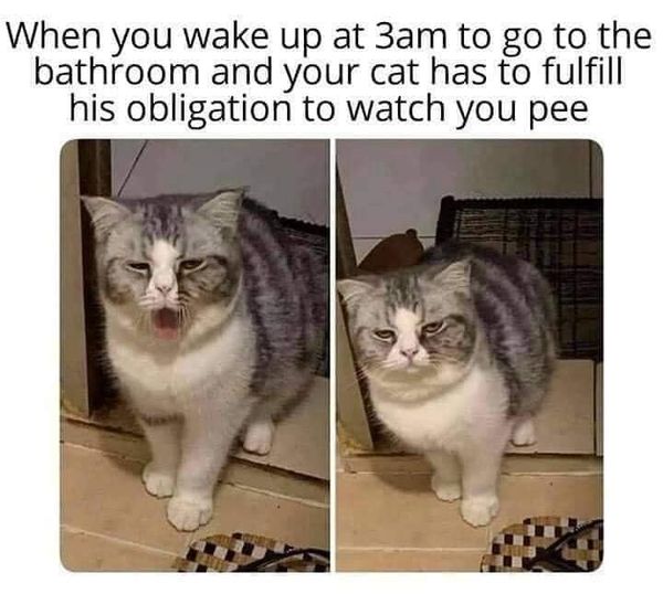 May be an image of cat and text that says 'When you wake up at 3am to go to the bathroom and your cat has to fulfill his obligation to watch you pee'