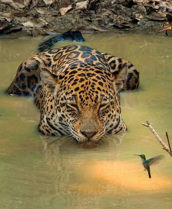 May be an image of big cat, nature and body of water