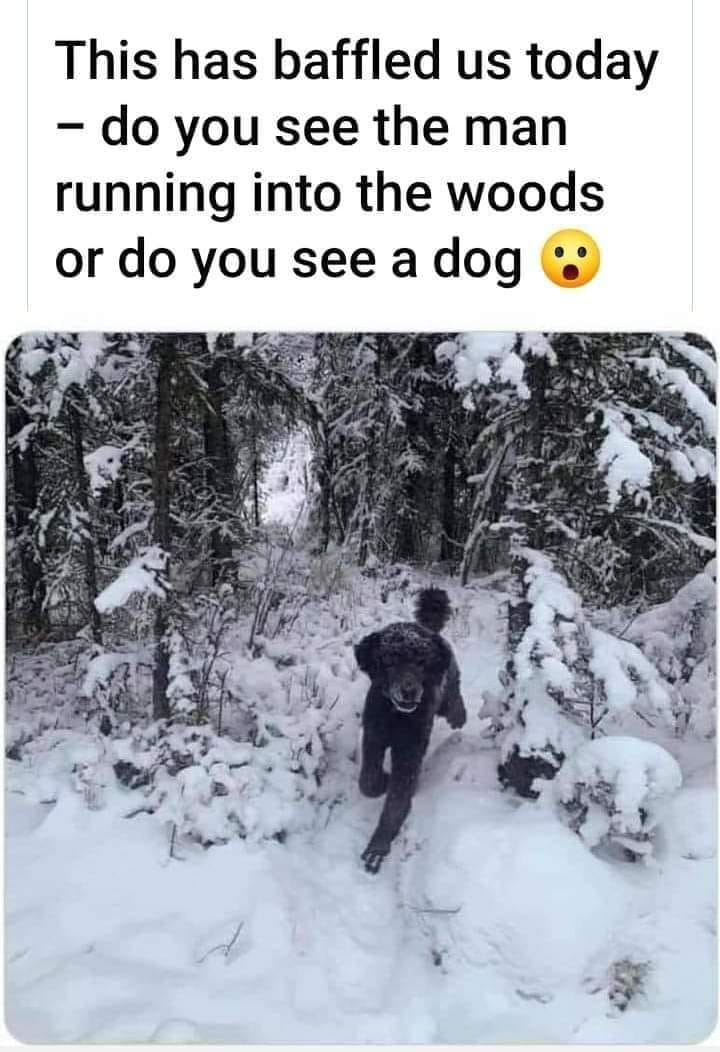 May be an image of outdoors and text that says 'This has baffled us today -do you see the man running into the woods or do you see a dog'