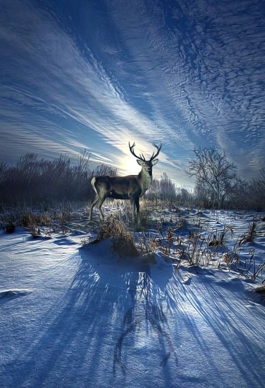 May be an image of deer and nature