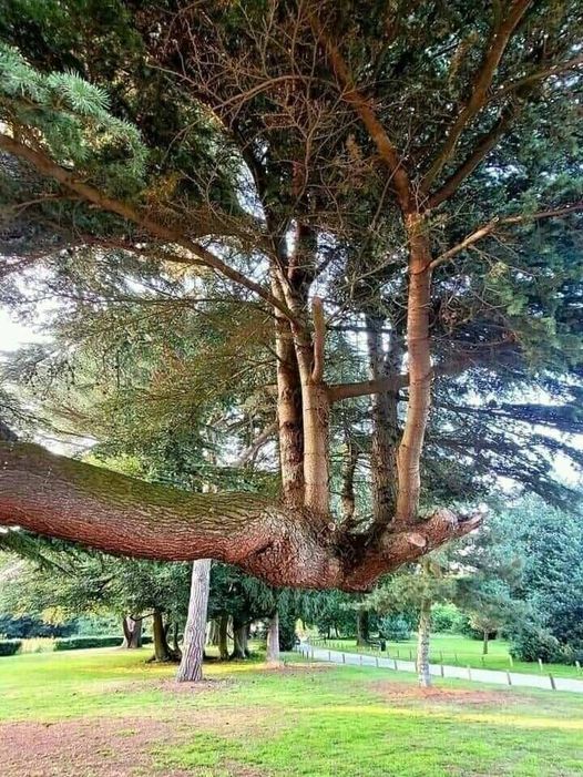 May be an image of tree and nature