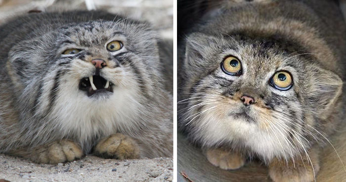 The Manul Cat Is The Most Expressive Cat In The World | Bored Panda