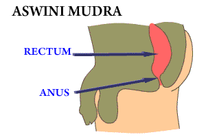 ashwinimudra