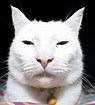 Image result for chinese cat