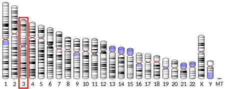 450px-Ideogram_human_chromosome_3.svg.pn