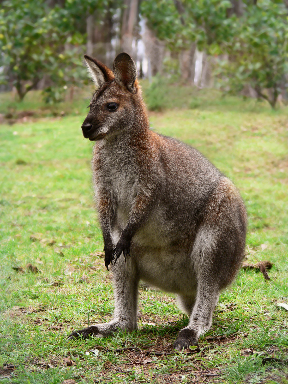 1200px-Red_necked_wallaby444.jpg