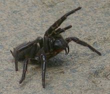 Image result for funnel web spider size