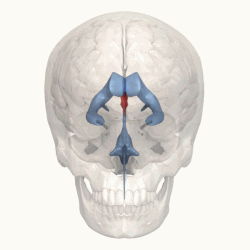 250px-3rd_ventricle_-_animation.gif
