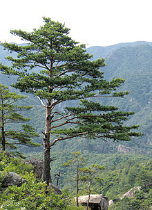 220px-Pinus_densiflora_Kumgangsan.jpg