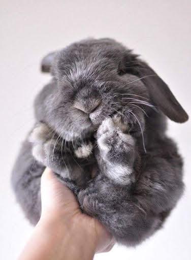 bunny-1.jpg