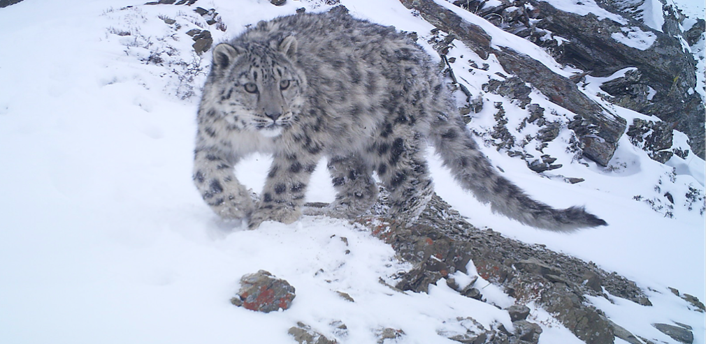 Herder Snow Leopard Coexistence Project | The International Wildlife  Coexistence Network