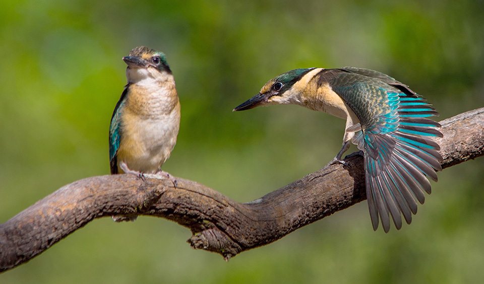 sacred-kingfishers_birds-australia.jpg