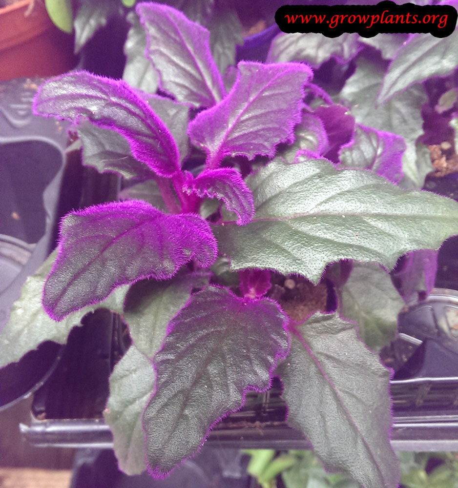 purple-passion-plant-1.jpg
