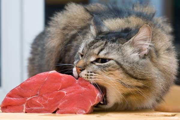cat-eats-meat - HolidayCat.cz