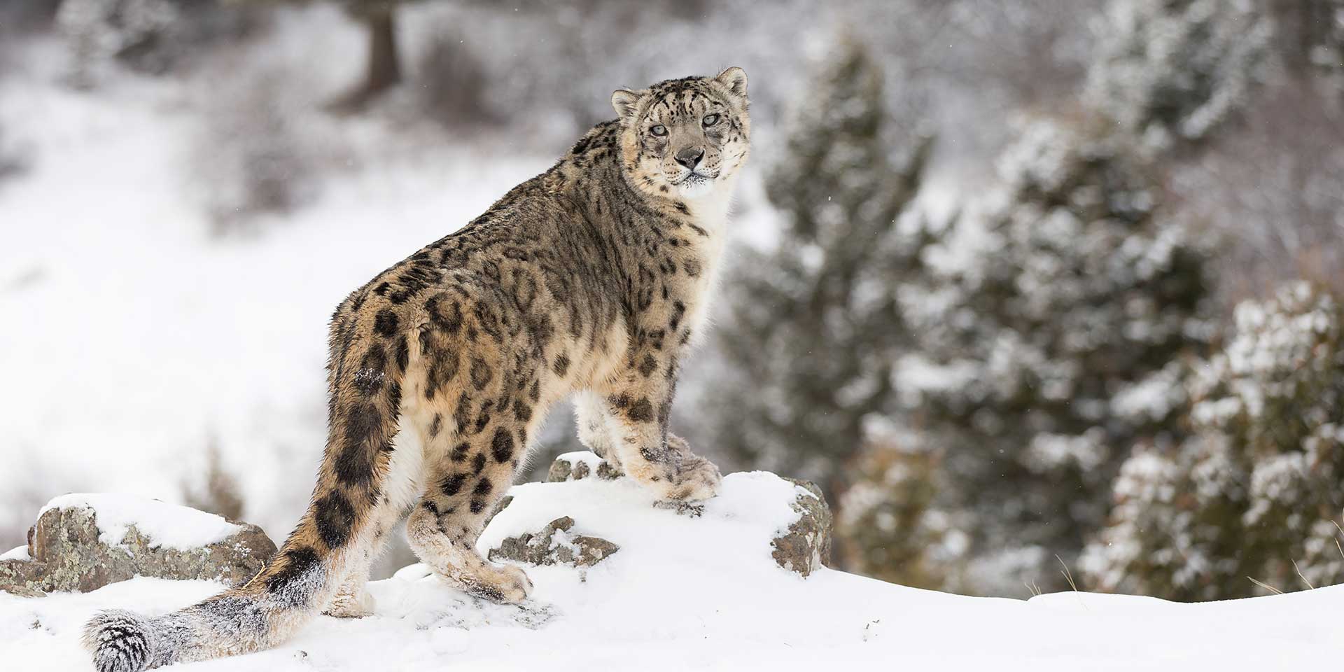 How to Spot a Snow Leopard at 13,000 feet - Travelogues from Remote Lands