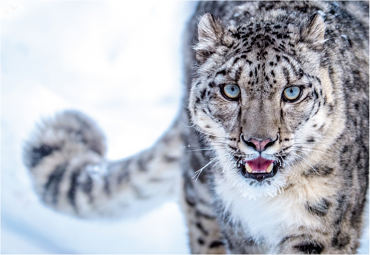 The snow leopard&#39;s questionable comeback