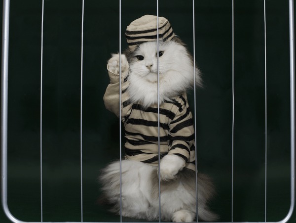 cat-criminal-behind-bars-600nw-224726647