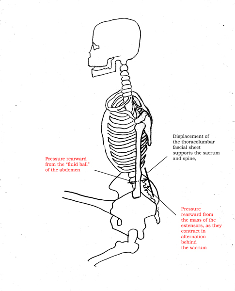 Displacement of the thoracolumbar fascia