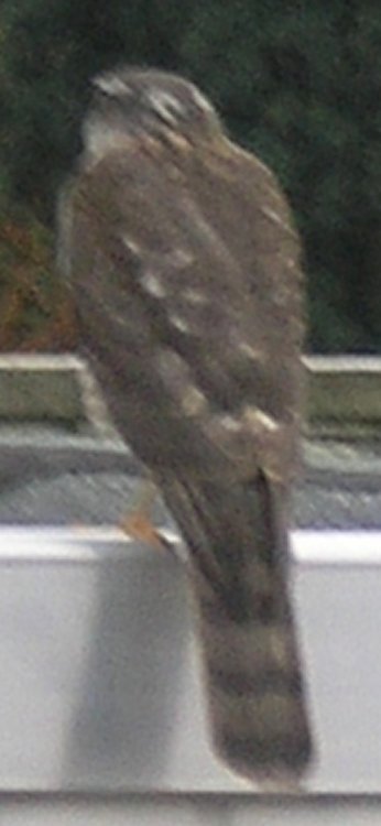 birdofprey.thumb.JPG.139223c59e7c3c02218b0e16d0370e76.JPG