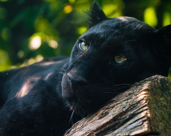 Black-panthers-cats-panther-animal.jpg.47c541c4735572c66b9cb66f83403612.jpg